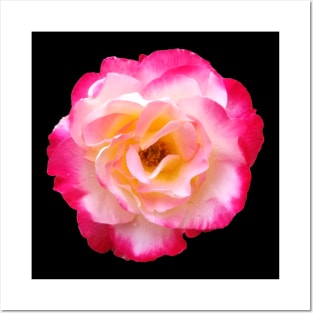 Pink and White Rose in Outdoor Garden Posters and Art